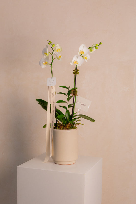 ORQUIDEA PHALE EN BASE DE CERAMICA BEIGE