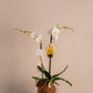 KOKEDAMA DE ORQUIDEA EN VIDRIO 2
