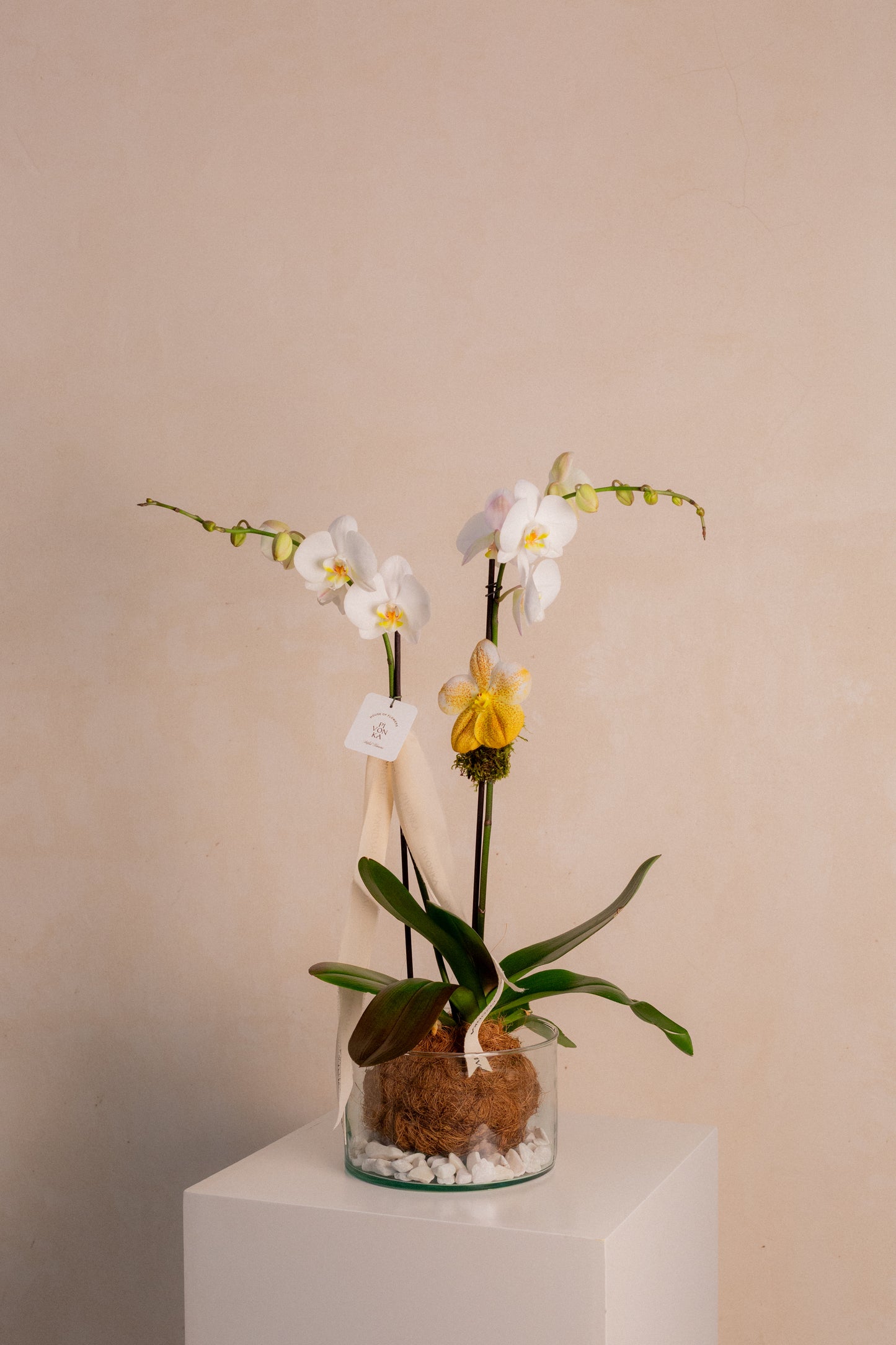 KOKEDAMA DE ORQUIDEA EN VIDRIO 2