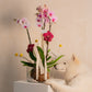 KOKEDAMA DE ORQUIDEA DOBLE EN VIDRIO 1