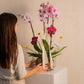 KOKEDAMA DE ORQUIDEA DOBLE EN VIDRIO 1