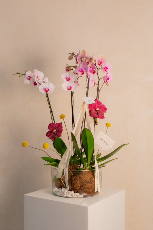 KOKEDAMA DE ORQUIDEA DOBLE EN VIDRIO 1