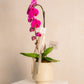 ORQUIDEA CASCADA EN BASE CERAMICA BEIGE