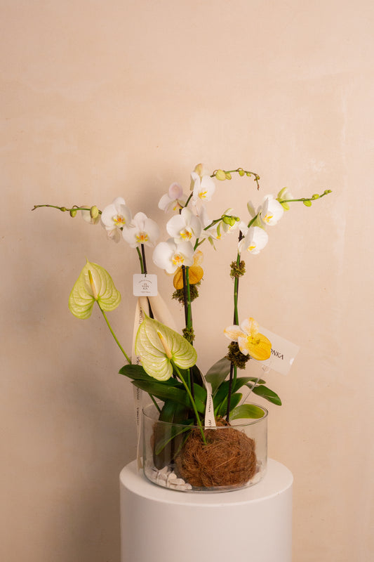 KOKEDAMA DE ORQUIDEA DOBLE EN VIDRIO 2