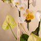 KOKEDAMA DE ORQUIDEA DOBLE EN VIDRIO 2