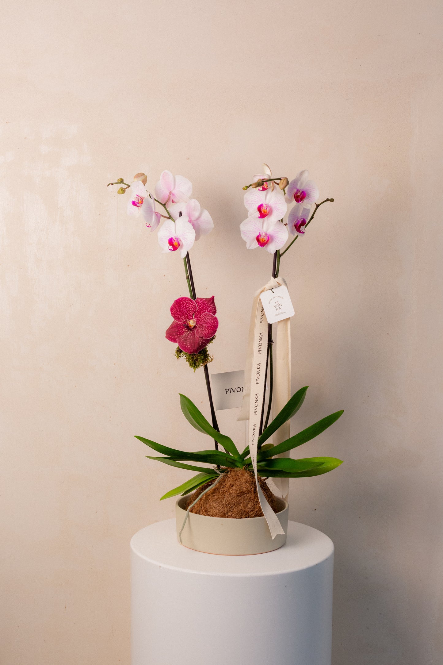 KOKEDAMA DE ORQUIDEA EN CERAMICA 2