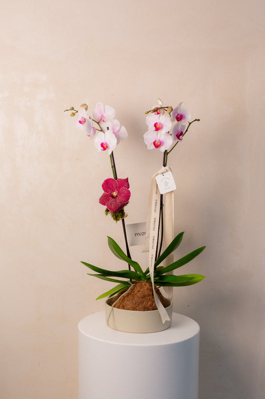 KOKEDAMA DE ORQUIDEA EN CERAMICA 2