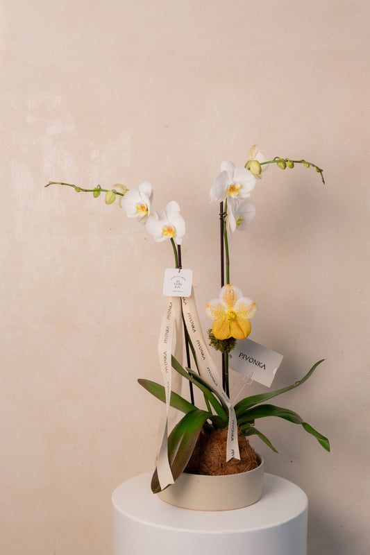 KOKEDAMA DE ORQUIDEA EN CERAMICA 1