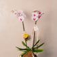 KOKEDAMA DE ORQUIDEA EN CERAMICA 2
