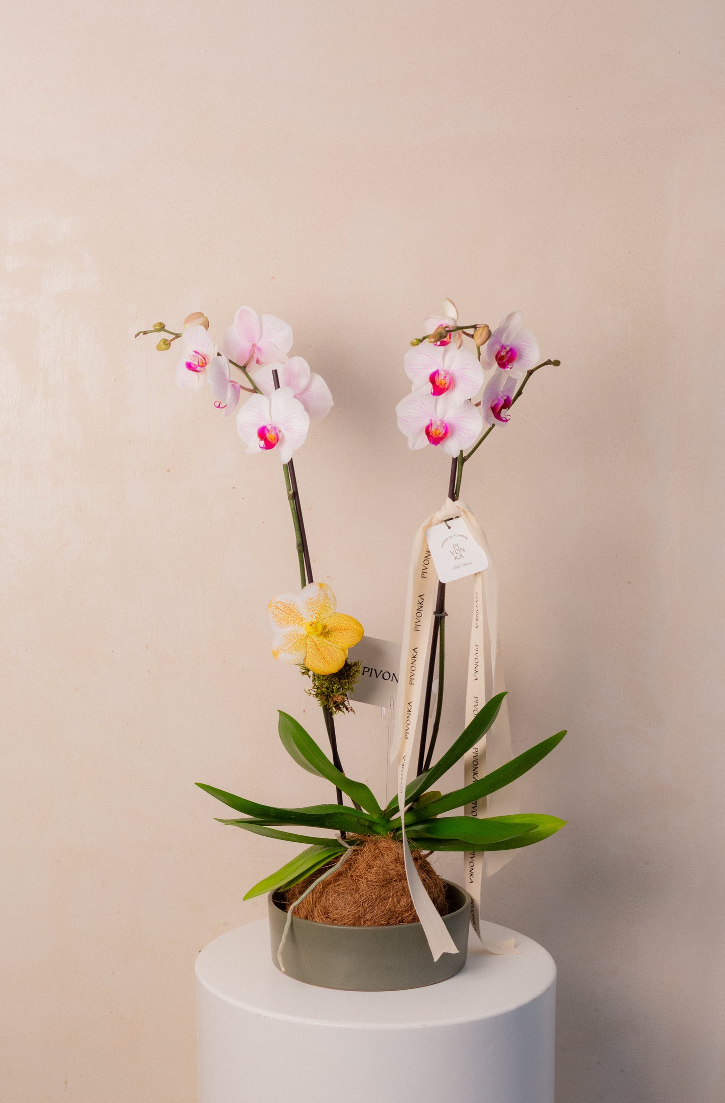 KOKEDAMA DE ORQUIDEA EN CERAMICA 2