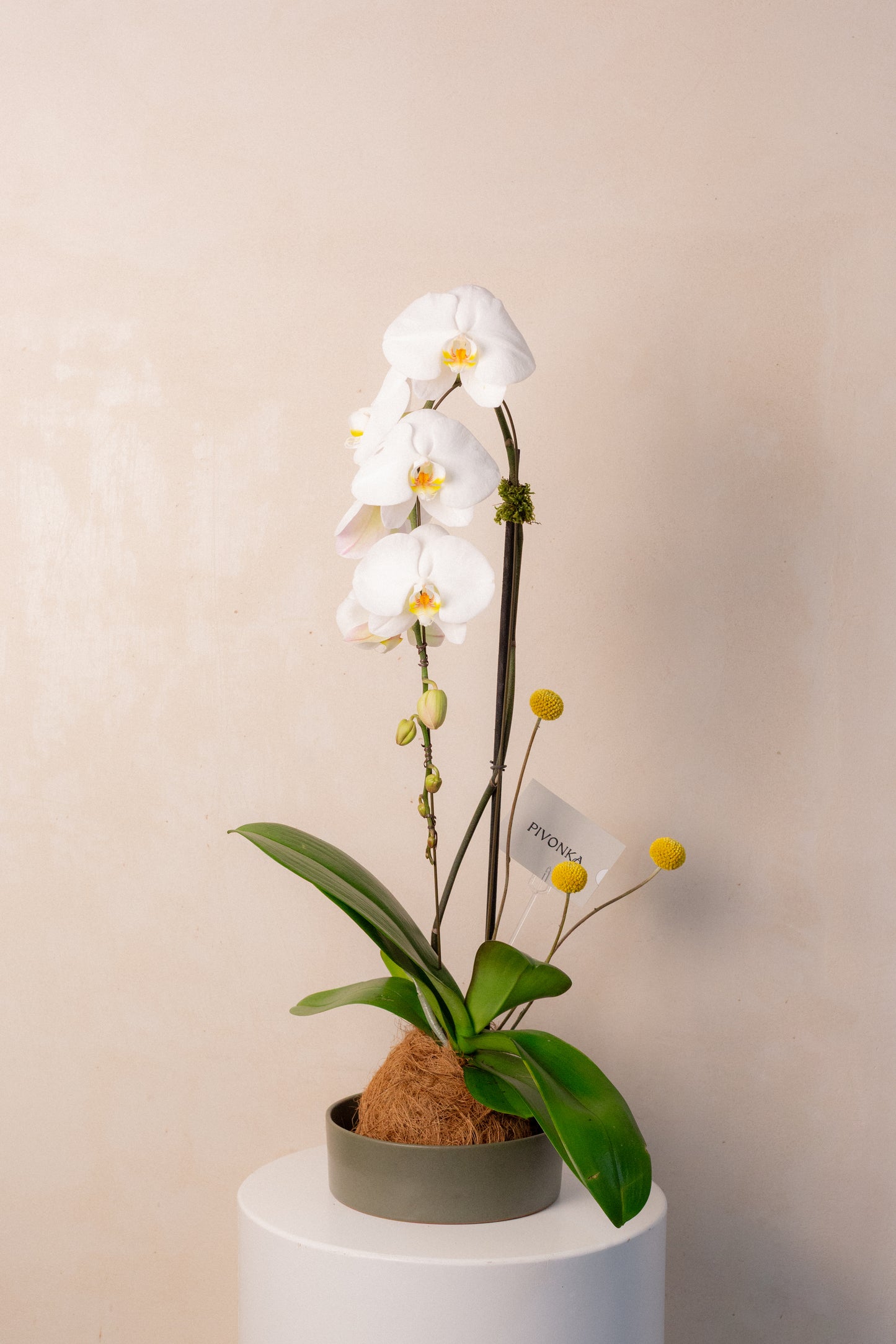 KOKEDAMA CASCADA EN CERAMICA
