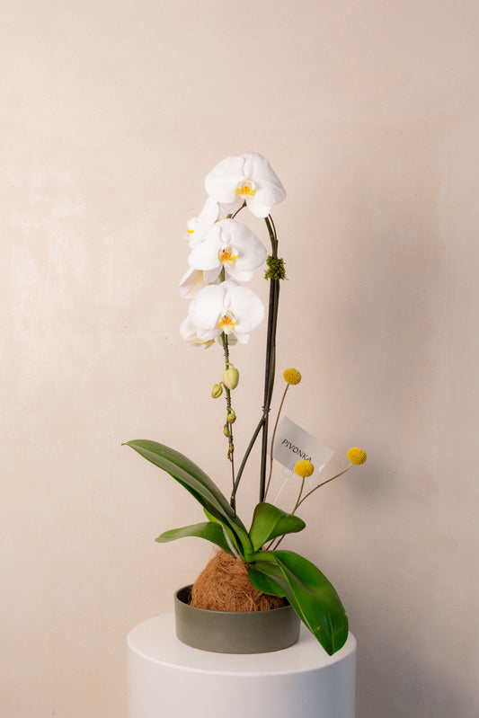 KOKEDAMA CASCADA EN CERAMICA