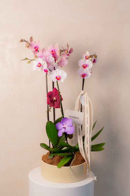 KOKEDAMA DE ORQUIDEA DOBLE EN CERAMICA 2