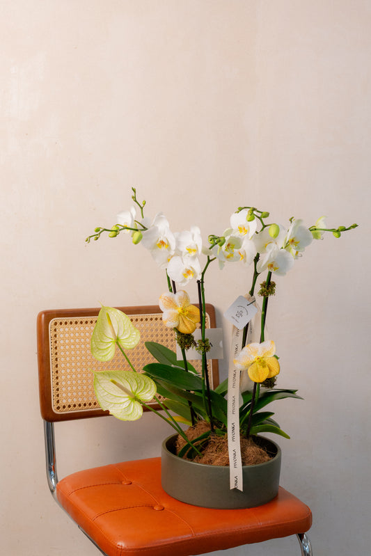KOKEDAMA DE ORQUIDEA DOBLE EN CERAMICA 1