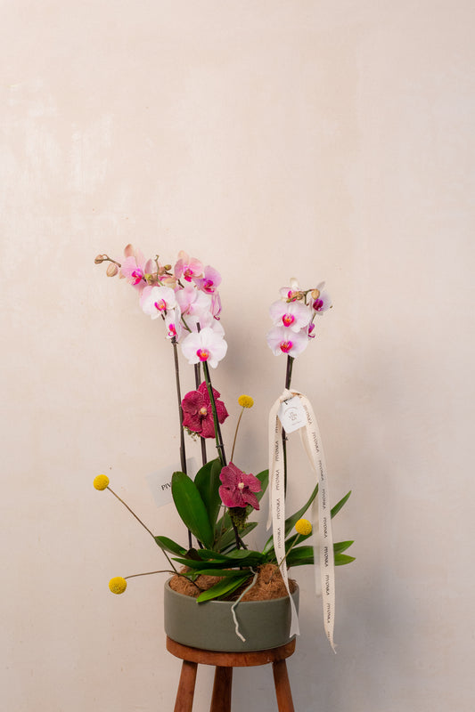 KOKEDAMA DE ORQUIDEA DOBLE EN CERAMICA 3