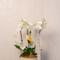 KOKEDAMA DE ORQUIDEA DOBLE EN CERAMICA 1