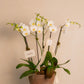 JARDIN DE ORQUIDEA EN BASE DE TRINITATE