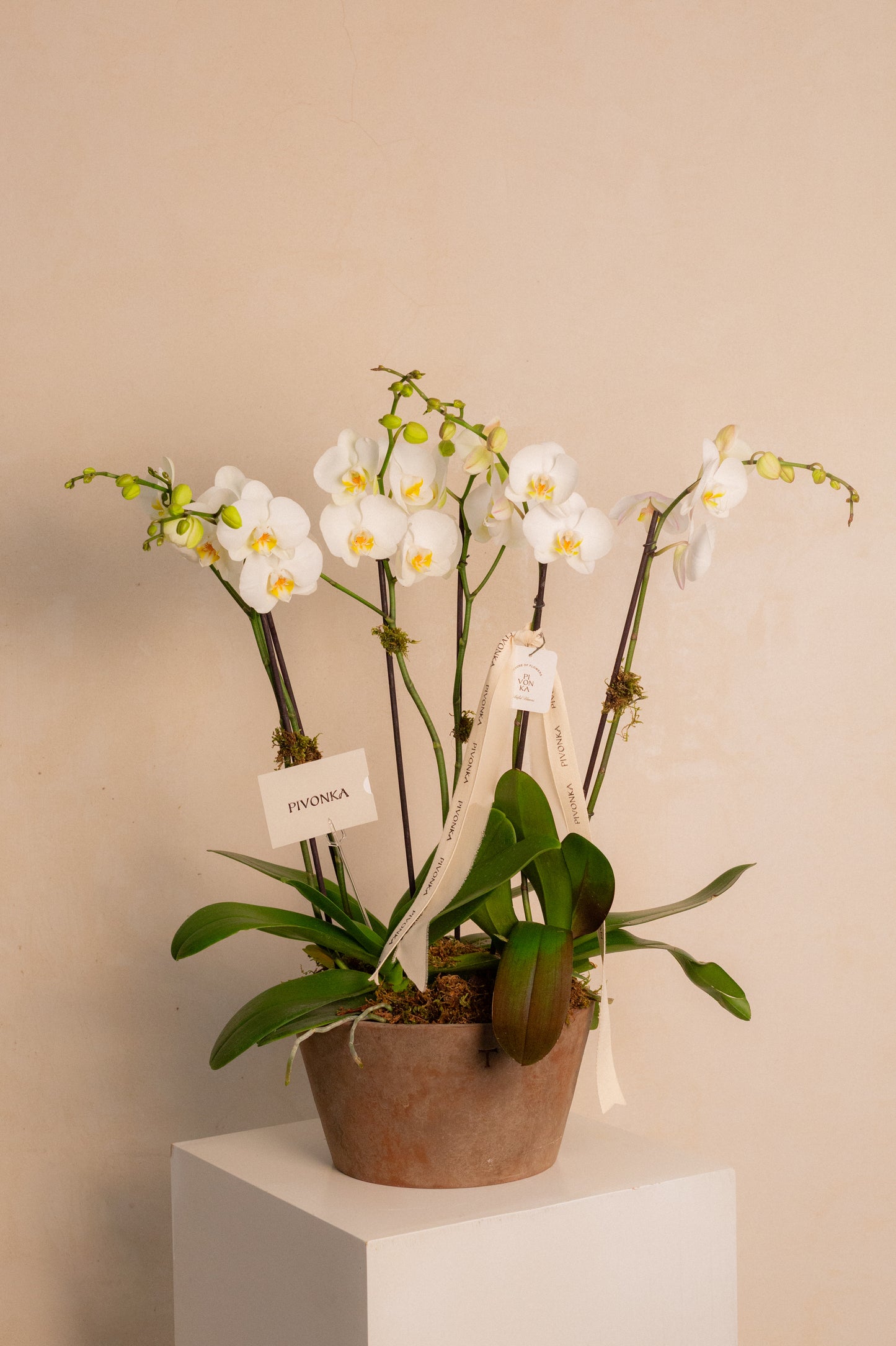 JARDIN DE ORQUIDEA EN BASE DE TRINITATE