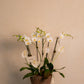 JARDIN DE ORQUIDEA EN BASE DE TRINITATE