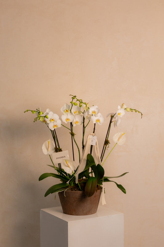 JARDIN DE ORQUIDEA EN BASE DE TRINITATE