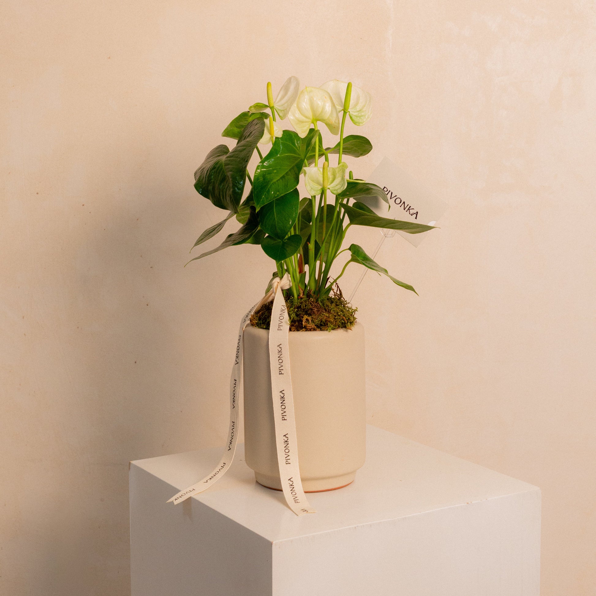 anthurium en maceta de cerámica MACETA DE ANTURIOS EN CERAMICA BEIGE – Pivonka Flores