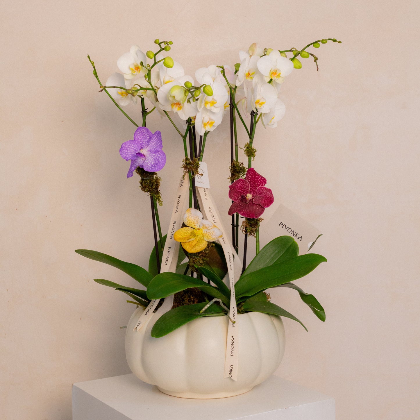 JARDIN DE ORQUIDEAS CON VANDAS