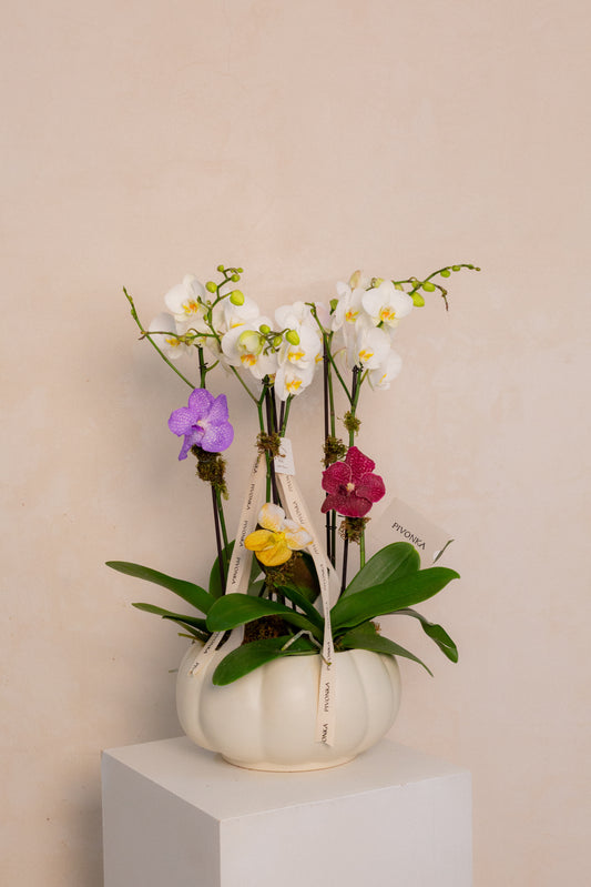 JARDIN DE ORQUIDEAS CON VANDAS