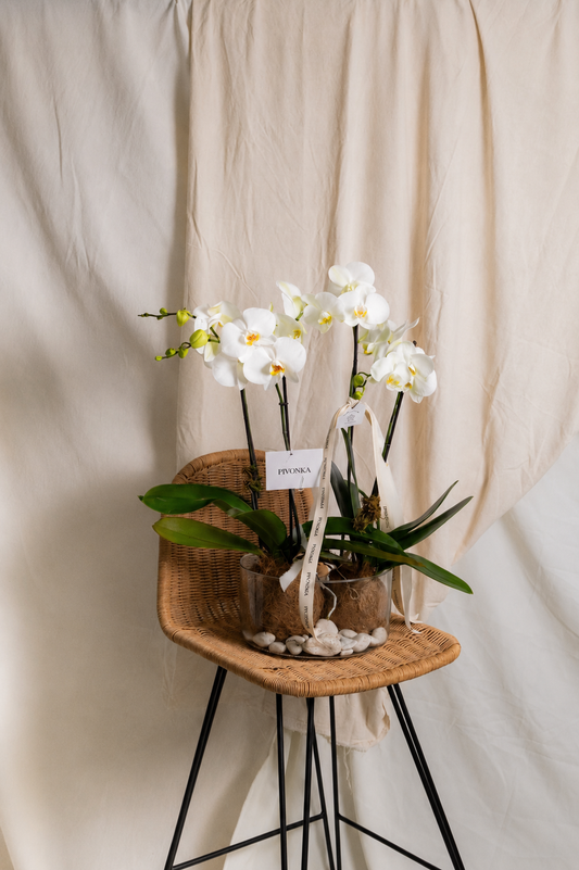 KOKEDAMA CLASICA DOBLE