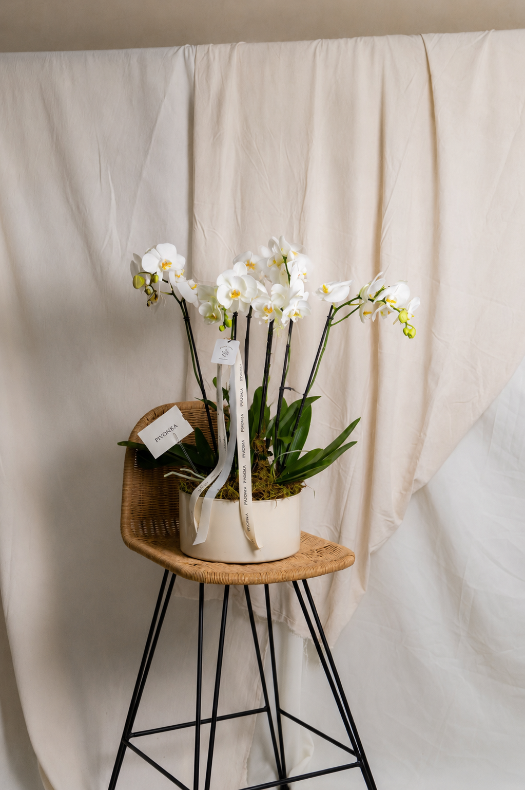 ORQUIDEA TRIPLE EN BASE BEIGE
