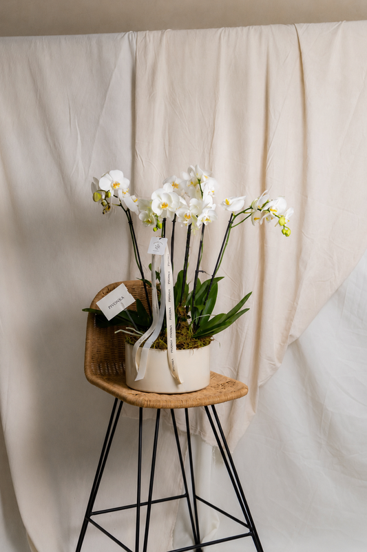 ORQUIDEA TRIPLE EN BASE BEIGE