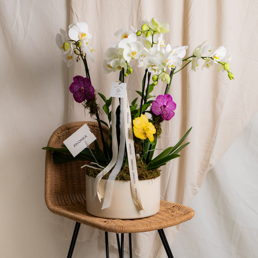 ORQUÍDEA TRIPLE CON VANDA