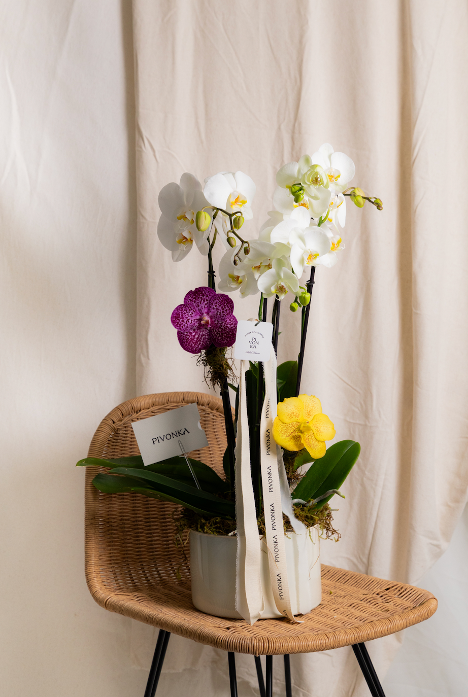 ORQUÍDEA DOBLE CON VANDAS