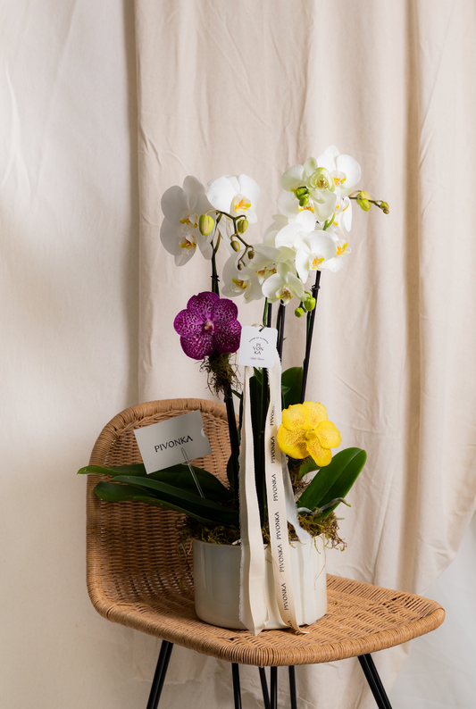 ORQUÍDEA DOBLE CON VANDAS