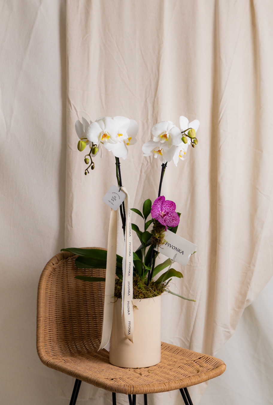 ORQUÍDEA SENCILLA CON VANDA