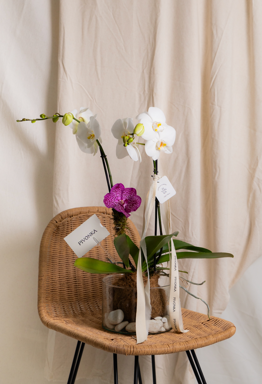 KOKEDAMA SENCILLA CON VANDA