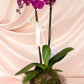 KOKEDAMA EN BOWL DE VIDRIO