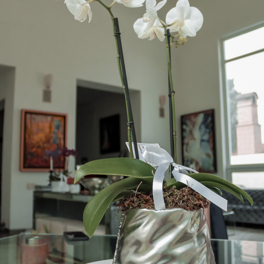 Orquídea en base plateada