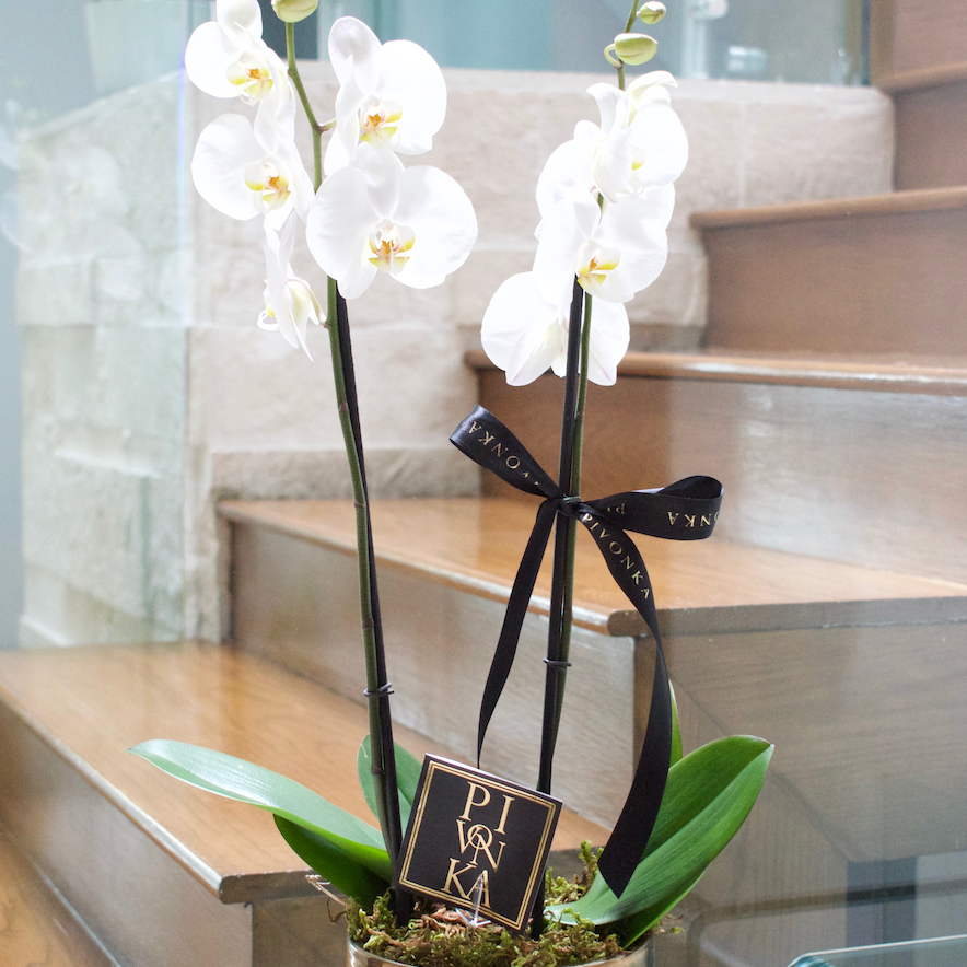 Orquídea natural en base negra con dorado