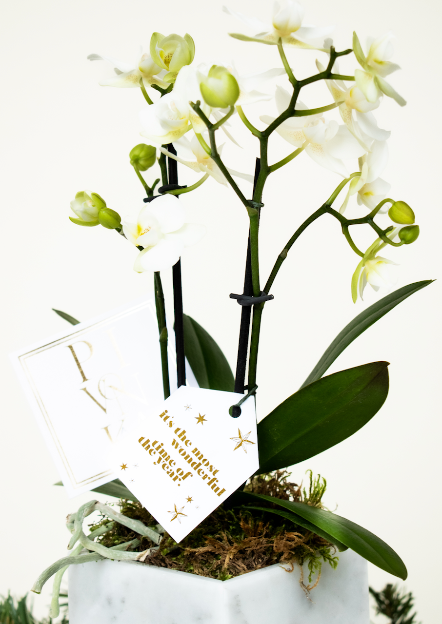 Kits de Orquídea con mármol